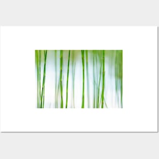 Water Horsetail Posters and Art